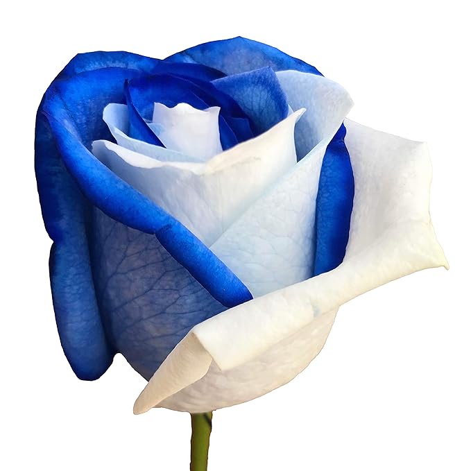 Fresh Cut Tinted Blue and White Roses from Flower Explosion - 36 Stems