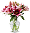 Benchmark Bouquets - 8 Stem Pink Stargazer Oriental Lilies (Glass Vase Included) - Fresh Flowers for Delivery - Gift for Graduation, Birthday, Anniversary, Sympathy, Get Well, Congratulations