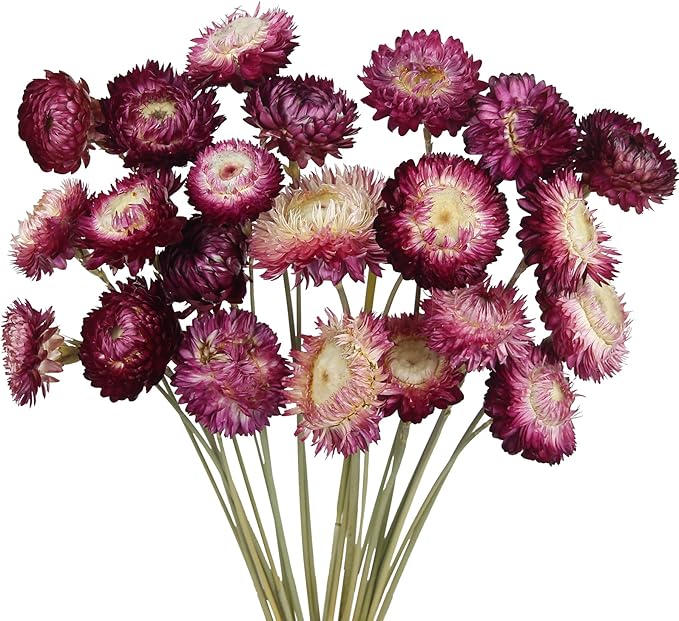 CITYES 22 Pcs Natural Dried Daisy Flowers Bouquet Dried Flower Purple Daisies Dried Sunflowers Chrysanthemum with Stem for Wedding Farmhouse Table Vase Decor Home DIY Flower Arrangement