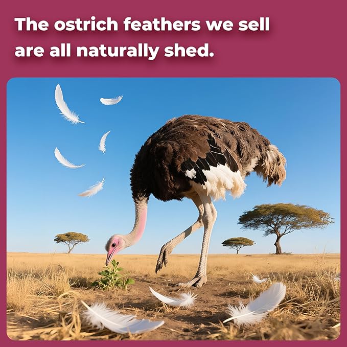 Piokio 20pcs Natural Burgundy Ostrich Feathers 10-12 inch (25-30cm) Bulk Feathers for Home Decoration and DIY Clothing and DIY Clothes Decoration, Gatsby Decorations