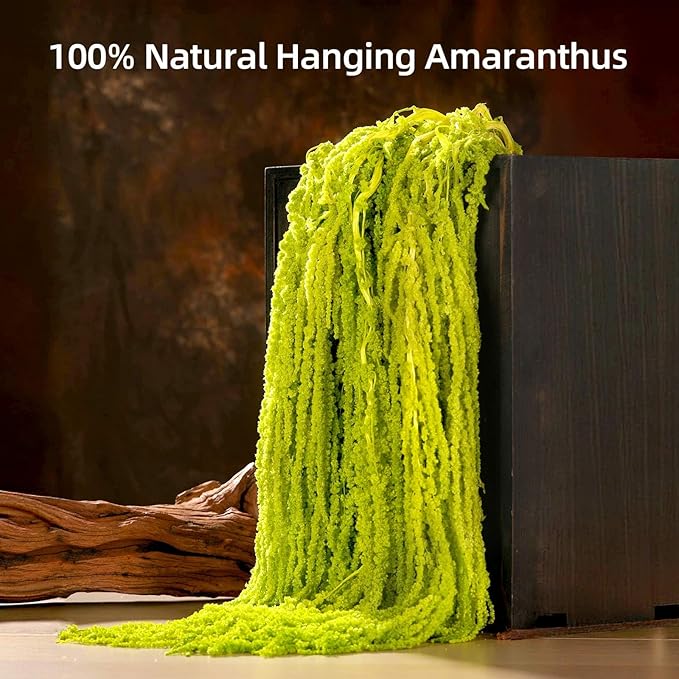 5Pcs Dried Amaranthus Hanging Flowers, Natural Preserved Flower for Wedding Arch, Exhibition, Wall Hanging Lover Tears, Floral Arrangement, Home Decor (Chartreuse, 24")