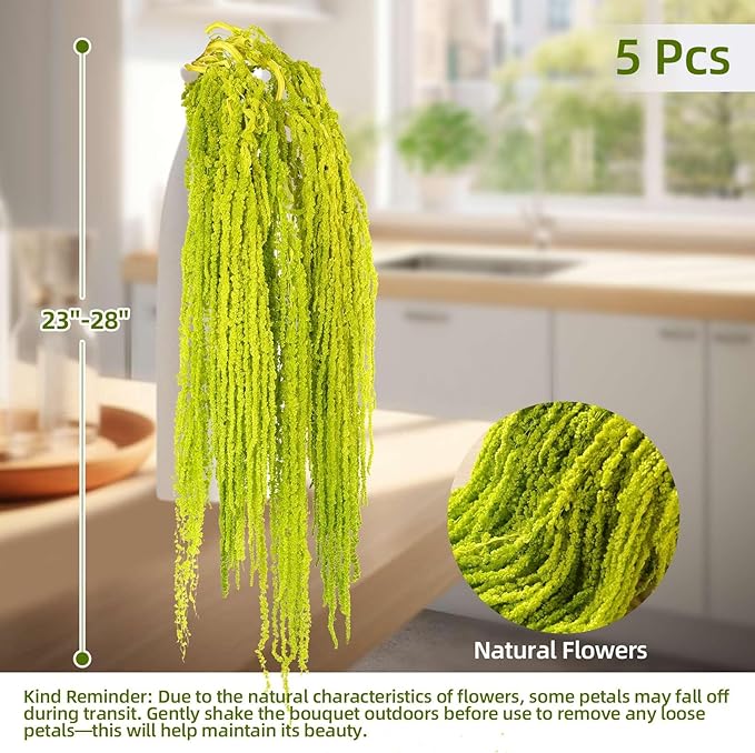 5Pcs Dried Amaranthus Hanging Flowers, Natural Preserved Flower for Wedding Arch, Exhibition, Wall Hanging Lover Tears, Floral Arrangement, Home Decor (Chartreuse, 24")