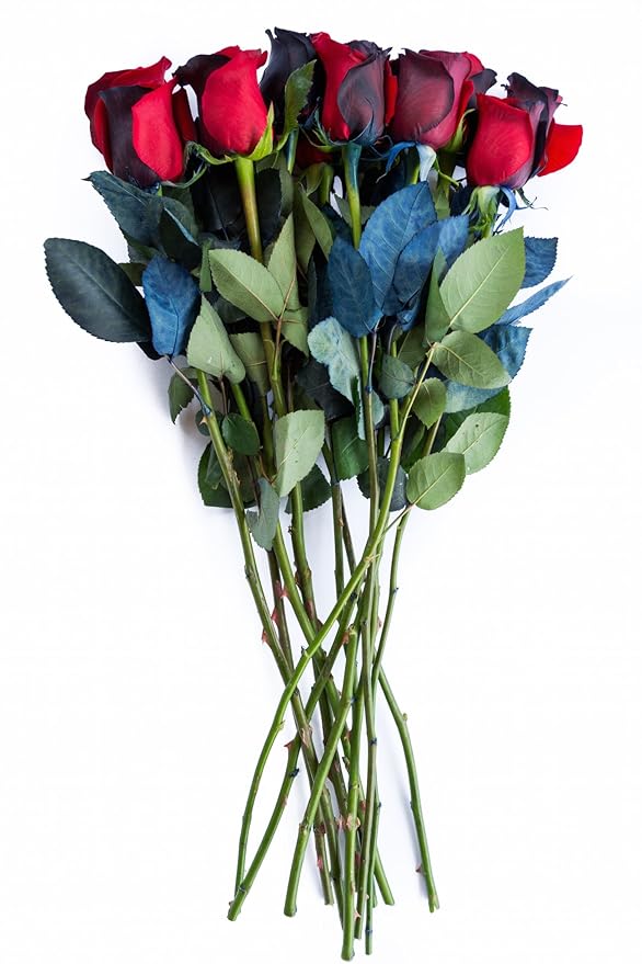 36 Stems - Fresh Cut Black and Red Roses from Flower Explosion