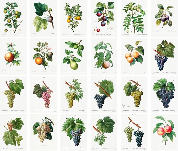 Large Stickers 24 pcs (2.5"x3.5" Each) Fruits and Grapes Vintage Botannical Books Illustrations by Redoute Retro Postcards Greeting Card Reprint