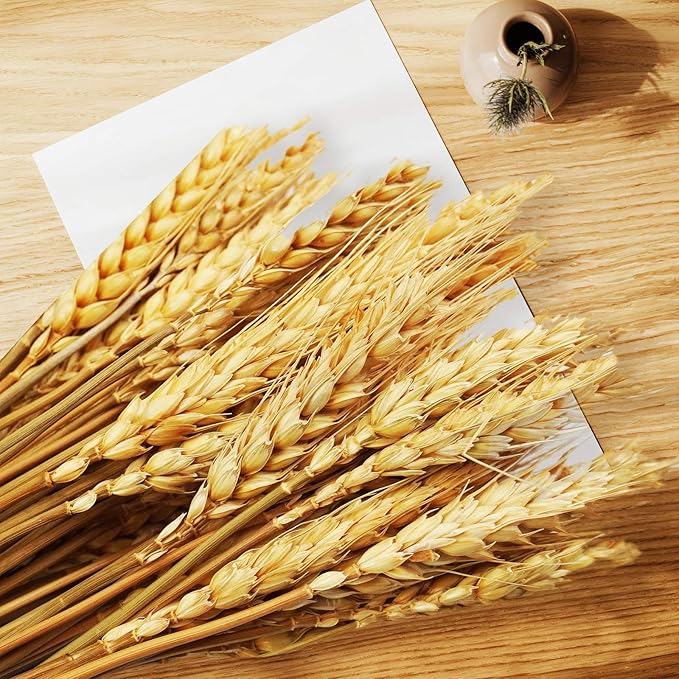 Uieke 17.7 Inches Dried Wheat Stalks, 400 Stems Dried Flowers 100% Natural Wheat for Home Kitchen Wedding Party Table Centerpiece Harvest Wreath Boho Farmhouse DIY Decoration