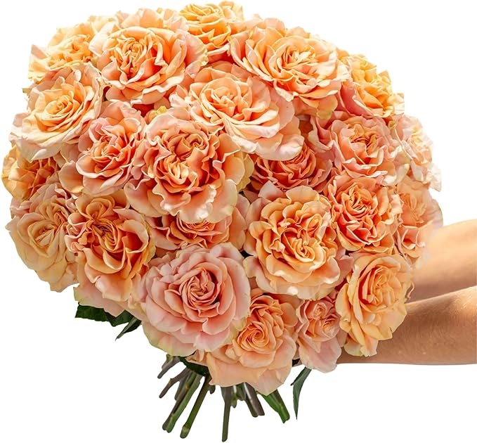 BloomsyBox- Peach Roses - 24 Long Stems, Long Lasting, Hand-Tied in Eco-friendly, Vase Not Included, Fresh Flowers for Delivery – Gift for Birthday, Anniversary, Get Well, Congratulations, Wedding