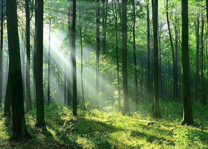 Sunshine Green Forest Wallpaper Natural Woodland Landscape Wall Mural for Bedroom Living Room (Not Self-Adhesive)
