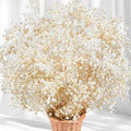 5000+ Dried Babys Breath Flowers Bulk - 17" Ivory White Dried Flower Bouquet, Real Natural Gypsophila Branches for Vase Filler, Wedding, Table Centerpiece, Home Decor, DIY Wreath Floral, Crafts