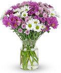 Benchmark Bouquets - 16 Stem Chrysanthemum Daisies (Glass Vase Included) - Fresh Flowers for Delivery - Gift for Birthday, Anniversary, Sympathy, Get Well, Congratulations, Thanksgiving, Christmas