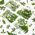 Augshy Pressed Dried Leaves Flowers, 100 Pcs Green Dried Flowers Leaves for Resin Molds Assorted Real Pressed Flowers for Crafts DIY Jewelry Molds, Scrapbooking, Candle