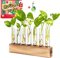 KAXYEW Plant Terrarium with Wooden Stand, Plant Propagation Tubes, 7 Test Tubes Glass Planter for Hydroponic Plant Cuttings Home Office Décor