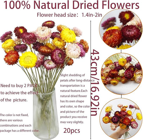 20 Pcs Natural Dried Daisy Flowers Bouquet Dried Flower Multicolor Daisies Dried Sunflowers Chrysanthemum Dry Flower with Stem for Wedding Farmhouse Table Vase Decor Home DIY Floral Arrangement