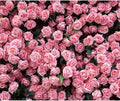 12x10ft Floral Backdrop for Party Photoshoot Pink Rose Flowers Wedding Birthday Bridal Shower Flower Wall Decorations Photography Background