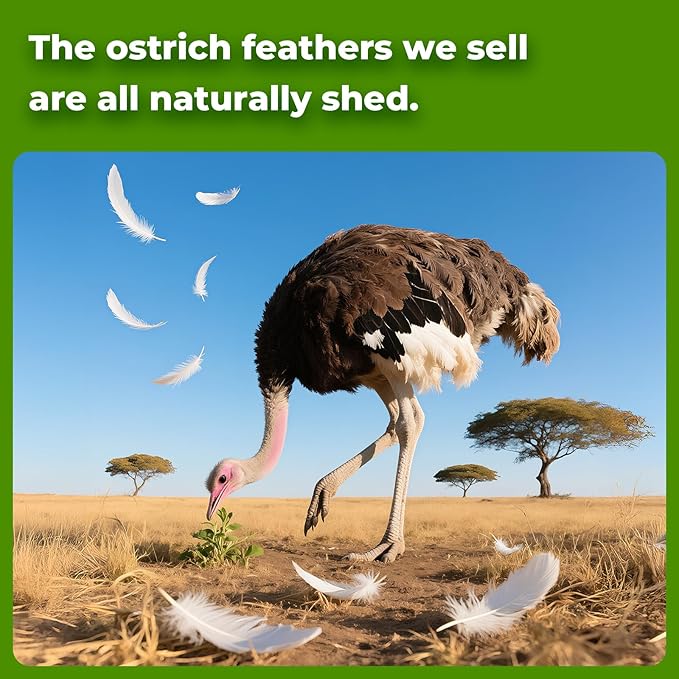 Piokio 20pcs Natural Black Ostrich Feathers 10-12 inch (25-30cm) Bulk Feathers for Home Decoration and DIY Clothes Decoration, Gatsby Decorations