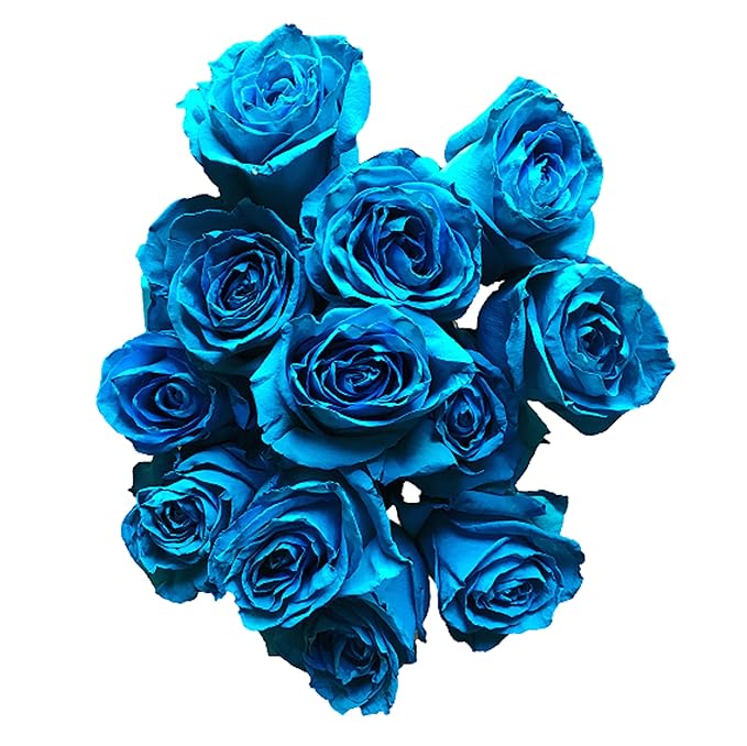 Fresh Cut Tinted Turquoise Roses from Flower Explosion - 36 Stems