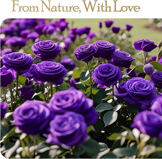 27 Preserved Flowers Rose Birthday Gifts for Women Her Mom Wife Girlfriend Grandma on Valentines Mothers Day Christmas Anniversary Romantic(Purple)