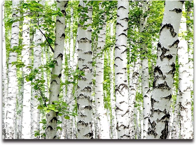 Cliouar-Photo Wallpaper Birch Forest Landscape Trees Poster Nature Lovers Green Forest Bedroom Decoration Mural 103" x 69"(Not Self-Adhesive)