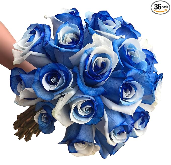 Fresh Cut Tinted Blue and White Roses from Flower Explosion - 36 Stems