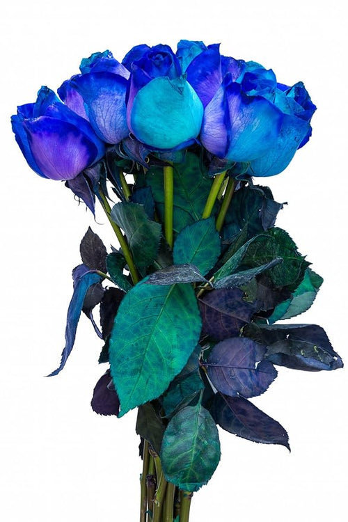 12 Stems - Fresh Cut Blue Lollipop Roses from Flower Explosion