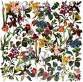 Vintage Flowers Plants Stickers - Doraking 40PCS Peel-Off DIY Decoration PET Paper Flowers and Plants Scrapbook Stickers for Scrapbook (Flower Collection)