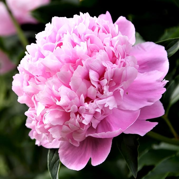 Easy to Grow Peony Monsieur Jules Elie - 1 Field Grown Root Division, Fragrant Flowers in Spring