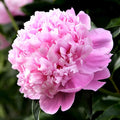 Easy to Grow Peony Monsieur Jules Elie - 1 Field Grown Root Division, Fragrant Flowers in Spring