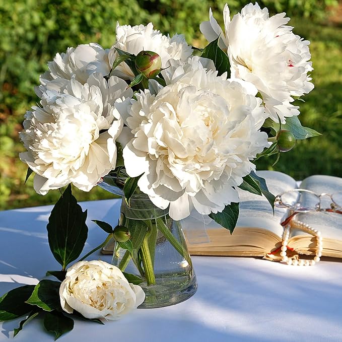 Easy to Grow Peony Duchess de Nemours - 1 Field Grown Root Division, Fragrant Flowers in Spring