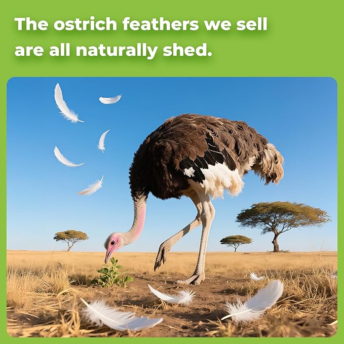 Piokio 20pcs Natural Grey Ostrich Feathers 10-12 inch (25-30cm) Bulk Feathers for Wedding Party Centerpieces, Home Decoration and DIY Clothing, Gatsby Decorations