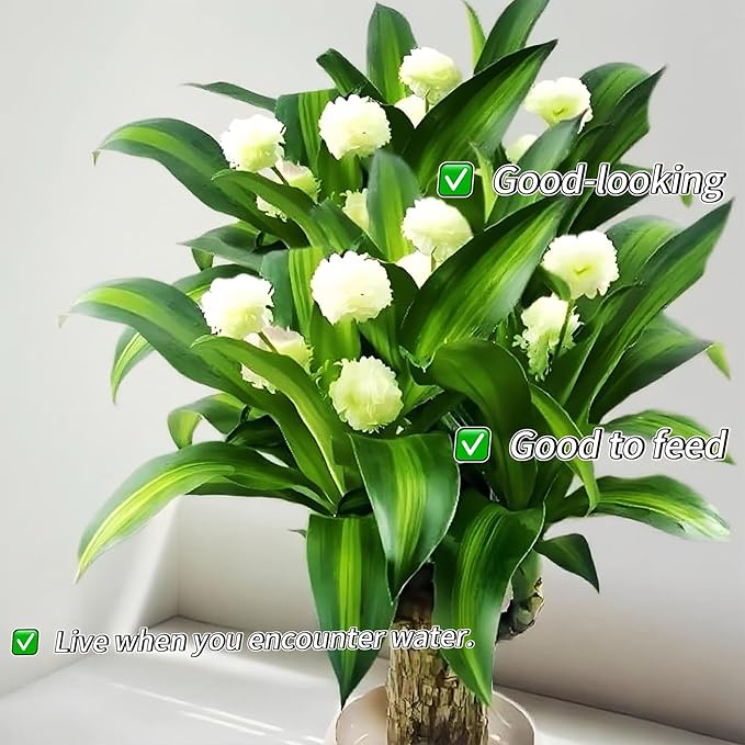 Lucky Wood Plant, Indoor Plant, Brazilian Wood Plants, About to Sprout, Office Desk Ornaments, Kitchen, Living Room (Mixing)