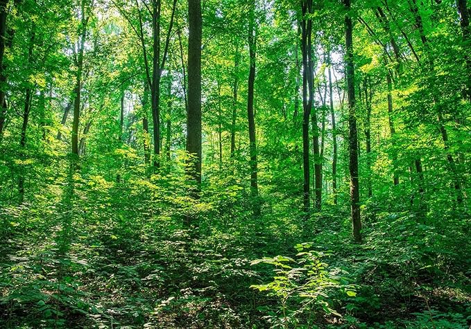 Green Forest Plant Wall Mural Large Natural Landscape Wallpaper for Living Room Bedroom Bathroom Office(Not Self-Adhesive)