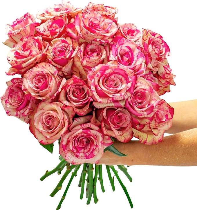 BloomsyBox - Bicolor Roses - 24 Long Stems, Long Lasting, Hand-Tied in Eco-friendly, Vase Not Included, Fresh Flowers for Delivery – Gift for Birthday, Anniversary, Get Well, Congratulations, Wedding