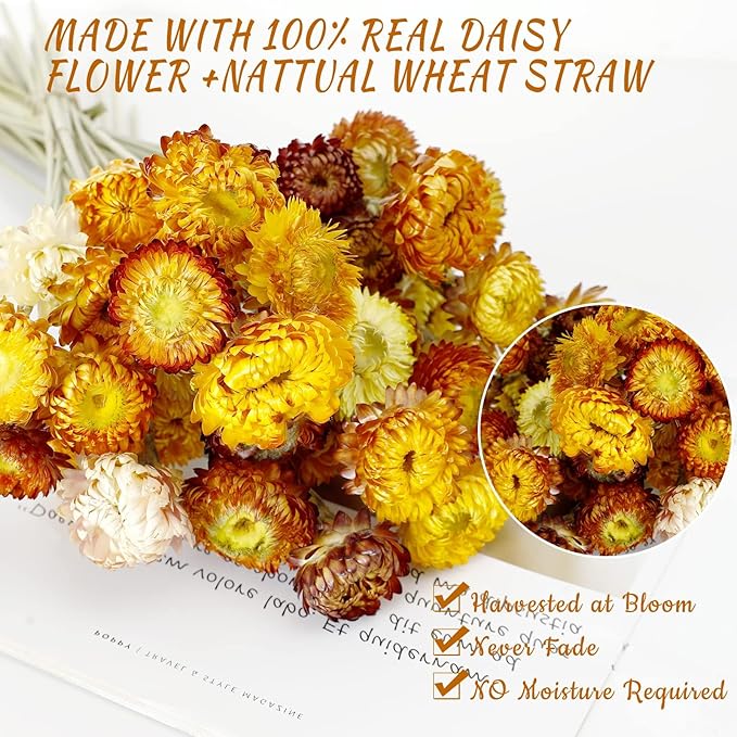Dried Flower 40PCS Daisy Bouquet 100% Natural Chrysanthemum Dry Flower for Vase Home décor Party DIY Arrangement Wheat Straw Bulk （Multi-Color）