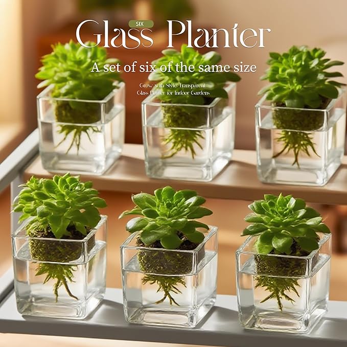 Set of 6 Square Glass Vases for Centerpieces – 5in x 5in x 5in Clear Short Flower Vase, Plant Terrariums, or Candle Holders for Wedding Centerpieces, Office Decor, Home Décor, Parties