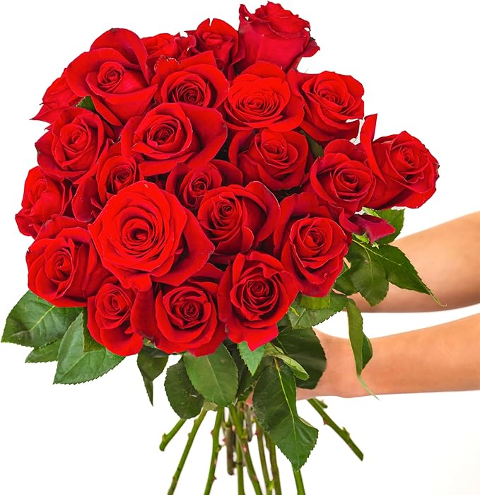 BloomsyBox - Red Roses - 24 Long Stems, Long Lasting, Hand-Tied in Eco-friendly, Vase Not Included, Fresh Flowers for Delivery – Gift for Birthday, Anniversary, Get Well, Congratulations, Wedding