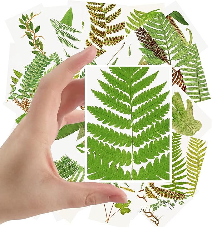 Large Stickers 24 pcs (2.5"x3.5" Each) Fern Leaves Antique Botannical Book Illustration Vintage Postcards Retro Greeting Card Reprint