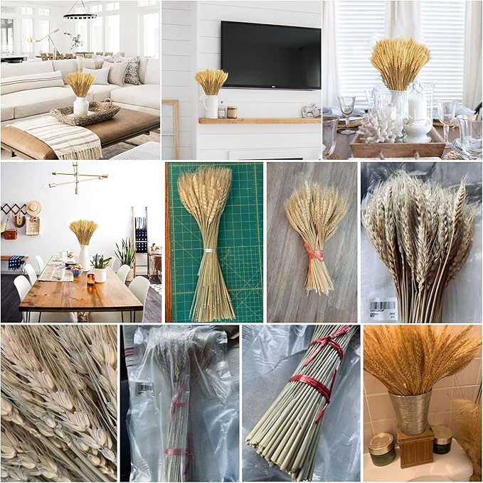 Uieke 600 Stems Dried Wheat Stalks, 17.7 Inches Dried Flowers 100% Natural Wheat for Home Kitchen Wedding Party Table Centerpiece Harvest Wreath Boho Farmhouse DIY Decoration