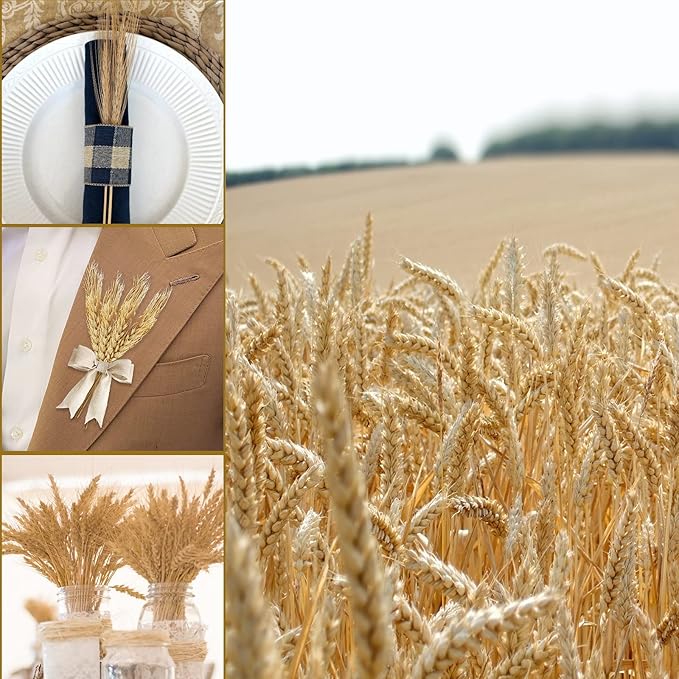 Uieke 17.7 Inches Dried Wheat Stalks, 400 Stems Dried Flowers 100% Natural Wheat for Home Kitchen Wedding Party Table Centerpiece Harvest Wreath Boho Farmhouse DIY Decoration