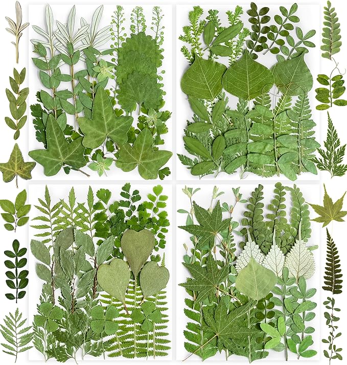 84Pcs Real Natural Dried Pressed Flowers & Green Leaves for DIY Crafts, Resin, Scrapbooking, Frame Decor + 4 Packs + Tweezers