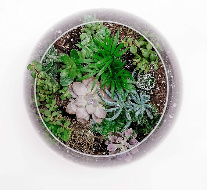 WGV Large Bowl Glass Vase, Diameter 12", Height 10", (Multiple Sizes Choices) Clear Round Bubble Vase Jar, Floral Planter Terrarium for Wedding Event Home Decor, 1 Piece (VBW1210)