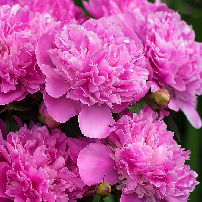 Easy to Grow Peony Monsieur Jules Elie - 1 Field Grown Root Division, Fragrant Flowers in Spring