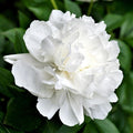 Easy to Grow Peony Duchess de Nemours - 1 Field Grown Root Division, Fragrant Flowers in Spring