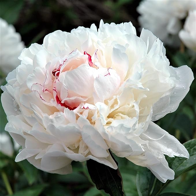 Easy to Grow Peony Festiva Maxima - 1 Field Grown Root Division, Fragrant Flowers in Spring