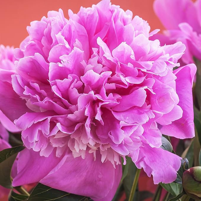Easy to Grow Peony Monsieur Jules Elie - 1 Field Grown Root Division, Fragrant Flowers in Spring