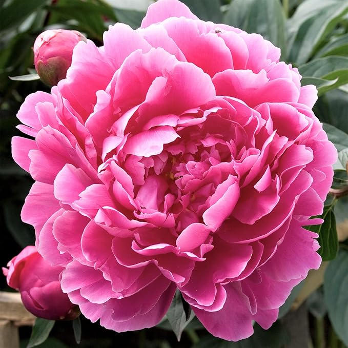 Easy to Grow Peony 'Alexander Fleming' Plant Division (1 Pack) - Fragrant Pink Flowering Blooms in Spring Gardens