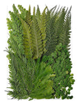 55 Pcs Green Leaves Ferns Dried Pressed Flowers for Crafts,Real Nature Dry Flower Bulk for Resin Jewelry Making Candle Making Frame Decoration Art Floral Decors