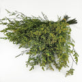 Birtlynn Preserved Caspia Statice Flower Bouquets, 100% Natural Long Lasting Flowers, 17 Inch Arrangements for Vase, Home Decoration Photo Props Parties and Weddings, DIY Décor-Statice Green