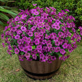 20 Bundles Artificial Flowers for Outdoor Fake Plants for Spring Decoration,Faux Eucalyptus Flowers for Planter UV Resistant Lifelike for Home Porch Garden（Fuchsia）