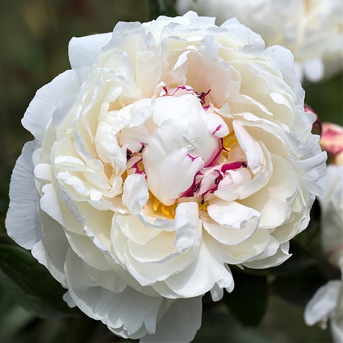 Easy to Grow Peony Festiva Maxima - 1 Field Grown Root Division, Fragrant Flowers in Spring