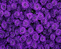 7 x 5 ft Purple Flower Floral Backdrop Background Photography Flower Wall Lavender Backdrop for Party Wedding Girls Birthday Princess Mother's Day Bridal Shower Anniversary Banner Decor Studio Photo